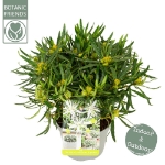 Image de Rhododendron Azalea StarStyle® 'white' (PBR)