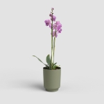 Image de POT MIAMI ORCHIDÉE 12,5 MA VERT CENDRÉ