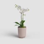 Image de POT MIAMI WAVY ORCHIDÉE 12,5 MA ROSE CLAIR