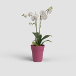 Image de POT CAPRI ORCHIDÉE 12,5CM MA ROSE INTENSE