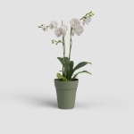 Image de POT CAPRI ORCHIDÉE 12,5 MA VERT CENDRÉ
