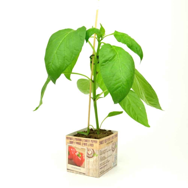 Image de Poivron rouge 10cm + boite