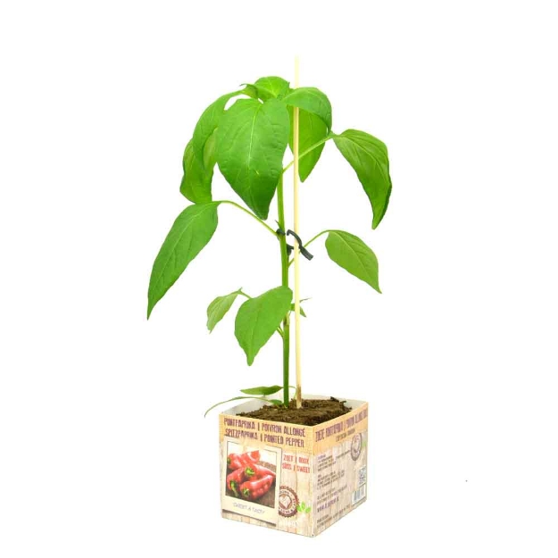 Image de Poivron doux allongé 10cm + boite