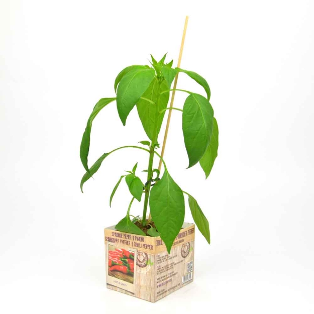 Image de Piment 10cm + boite