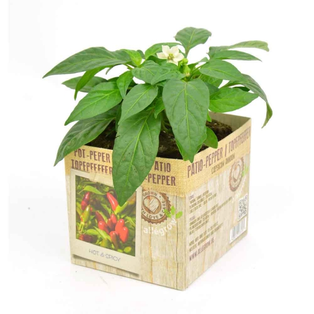 Image de Piment patio 10cm + boite