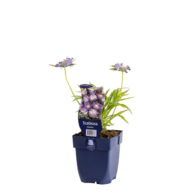 Image de Scabiosa caucasica - pot de 11 cm.