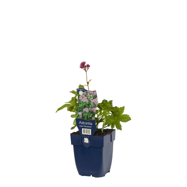 Image de Astrantia maj. 'Primadonna' - pot de 11 cm.