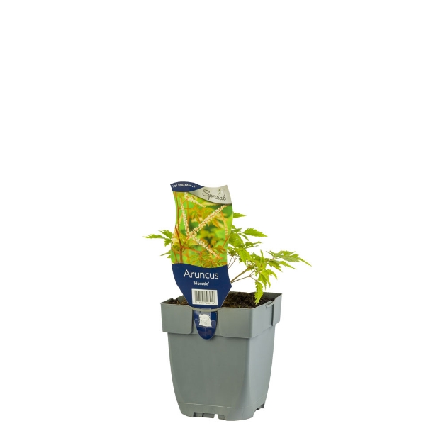 Image de Aruncus 'Horatio' - pot de 11 cm.