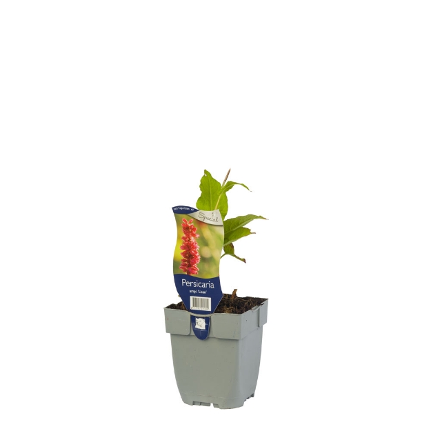 Image de Persicaria ampl. 'Lisan' - pot de 11 cm.