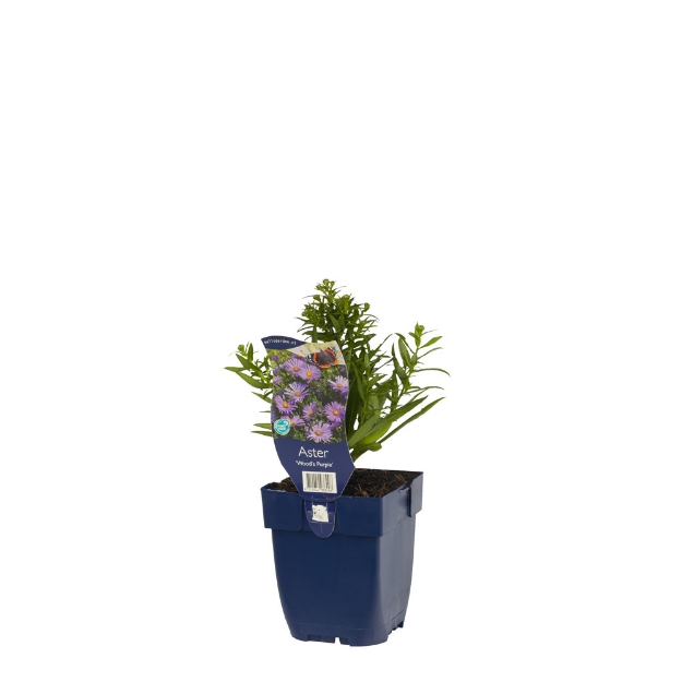 Image de Aster 'Wood's Purple' - pot de 11 cm.