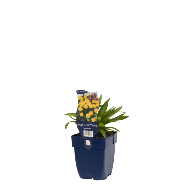 Image de Buphthalmum salicifolium - pot de 11 cm.