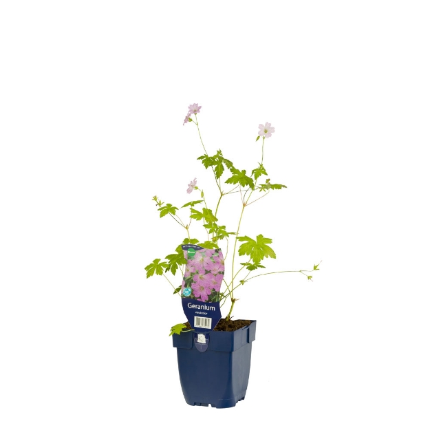 Image de Geranium versicolor - pot de 11 cm.