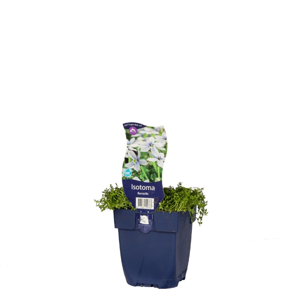 Image de Isotoma fluviatilis - pot de 11 cm.