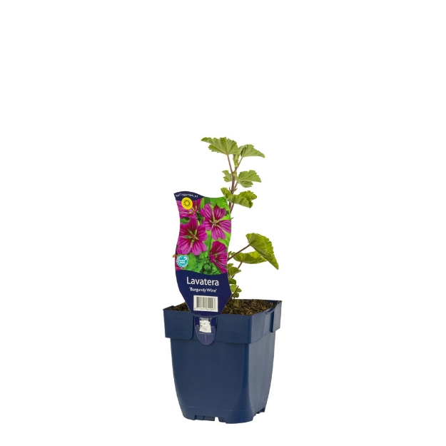 Image de Lavatera 'Burgundy Wine' - pot de 11 cm.