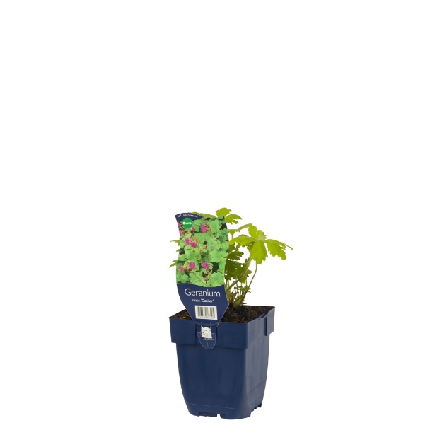 Image de Geranium macr. 'Czakor' - pot de 11 cm.