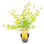 Image de Acer palm. 'Orange Lace' (PBR)
