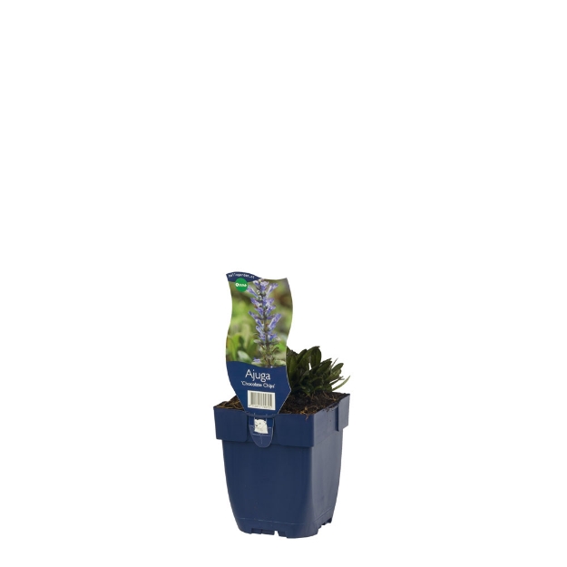 Image de Ajuga 'Chocolate Chips' - pot de 11 cm.
