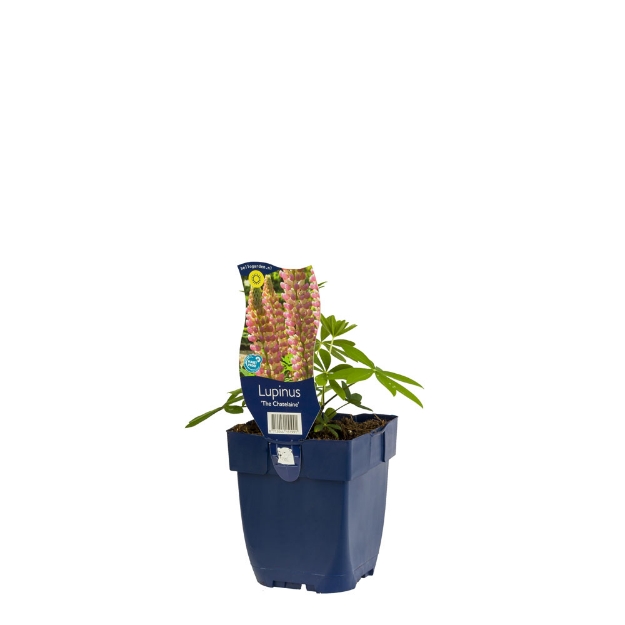 Image de Lupinus 'The Chatelaine' - pot de 11 cm.
