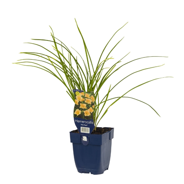 Image de Hemerocallis 'Mini Pearl' - pot de 11 cm.