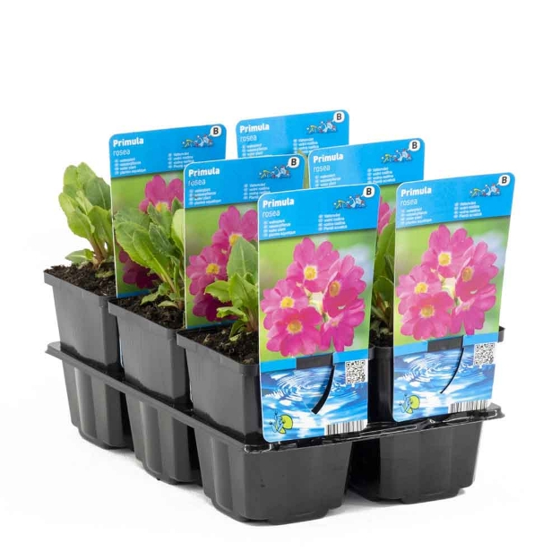 Image de Primula japonica Alba ' Pot 9cm