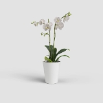 Image de POT PORTO ORCHIDÉE 12,5CM BLANC