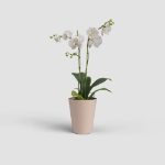 Image de POT PORTO ORCHIDÉE 12,5CM ROSE NUDE