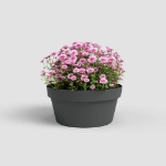 Image de COUPE CAPRI 25CM ANTHRACITE
