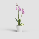 Image de CACHE-POT THALIA ORCHIDÉE 14 MA BLANC NEIGE