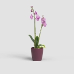 Image de CACHE-POT THALIA ORCHIDÉE 14 MA BORDEAUX