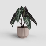 Image de POT MIAMI WAVY 8 MA ROSE CLAIR
