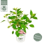 Image de Hydrangea arbo. 'Ruby Annabelle'® (PBR)