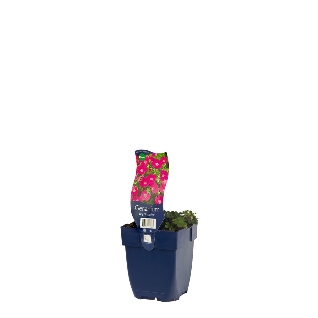 Image de Geranium sang. 'Max Frei' - pot de 11 cm.