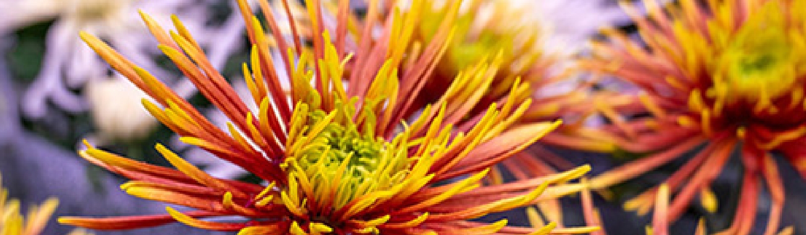 Le chrysanthème : origine, variétés et entretien