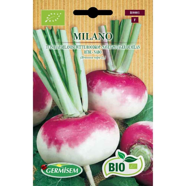 Image de Graines bio de navet potager purple top milan