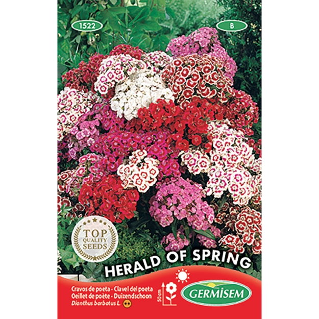 Image de Graines de dianthus barbatus (œillet de poète) herald of spring