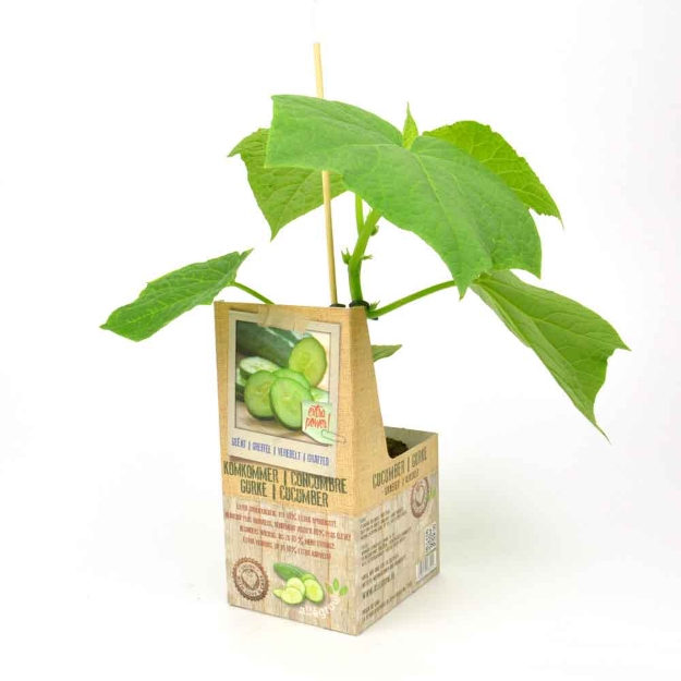 Image de Concombre greffée 10cm + boite