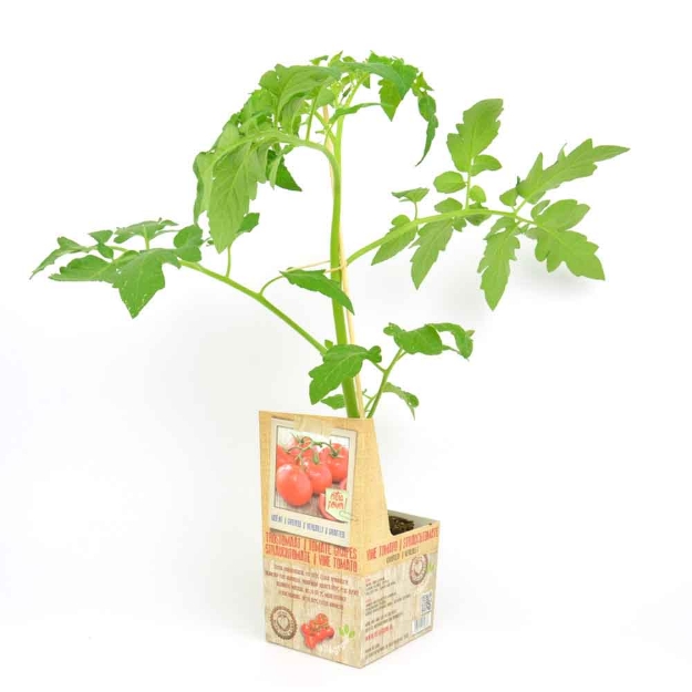 Image de Tomate grapes greffée 10cm + boite