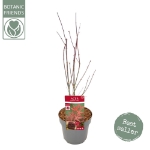 Image de Acer palm. 'Atropurpureum'