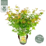 Image de Acer palm. 'Little Princess'