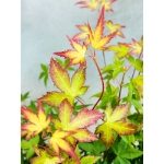 Image de Acer palm. 'Little Princess'