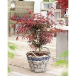 Image de Acer palm. 'Starfish' (PBR)