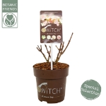 Image de Hydrangea pan. (S)witch® 'Ophelia' (PBR)