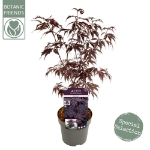 Image de Acer palm. 'Black Lace' (PBR)