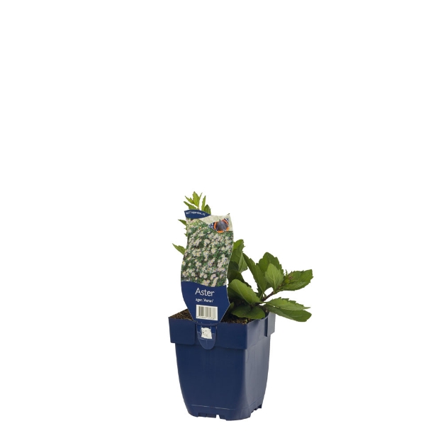 Image de Aster ager. 'Asran' - pot de 11 cm.