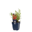 Image de Coreopsis vert. 'Ruby Red' - pot de 11 cm.