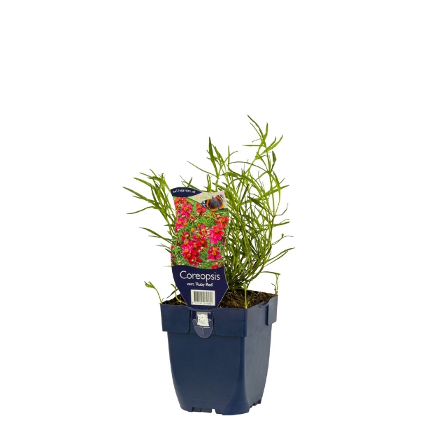Image de Coreopsis vert. 'Ruby Red' - pot de 11 cm.