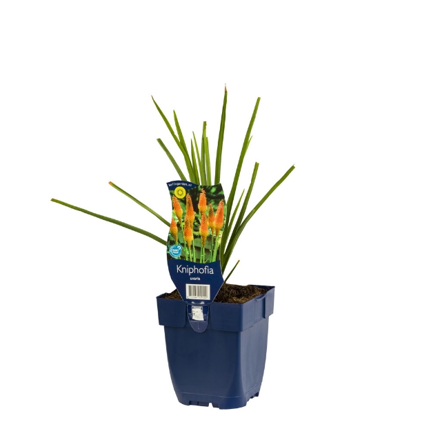 Image de Kniphofia uvaria - pot de 11 cm.