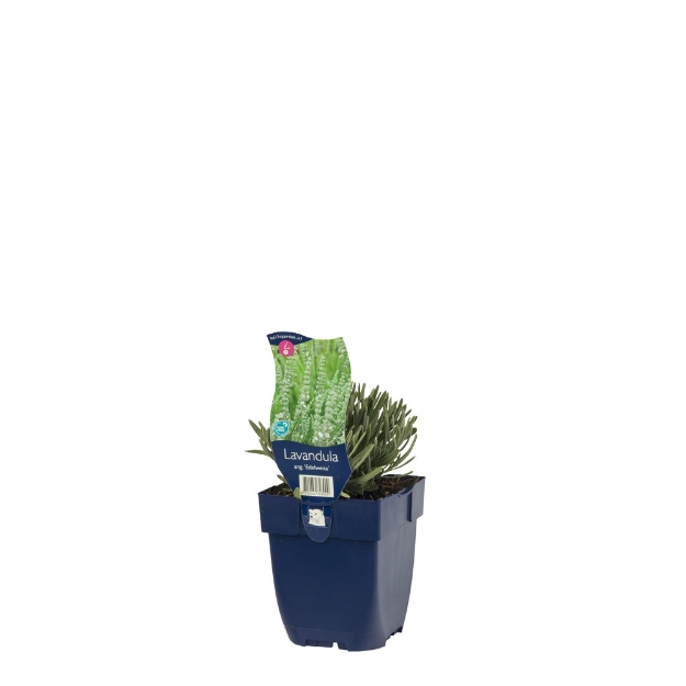 Image de Lavandula ang. 'Edelweiss' - pot de 11 cm.