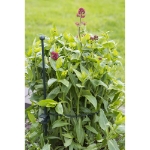 Image de ANNEAU CERCLE - DIAM22 cm