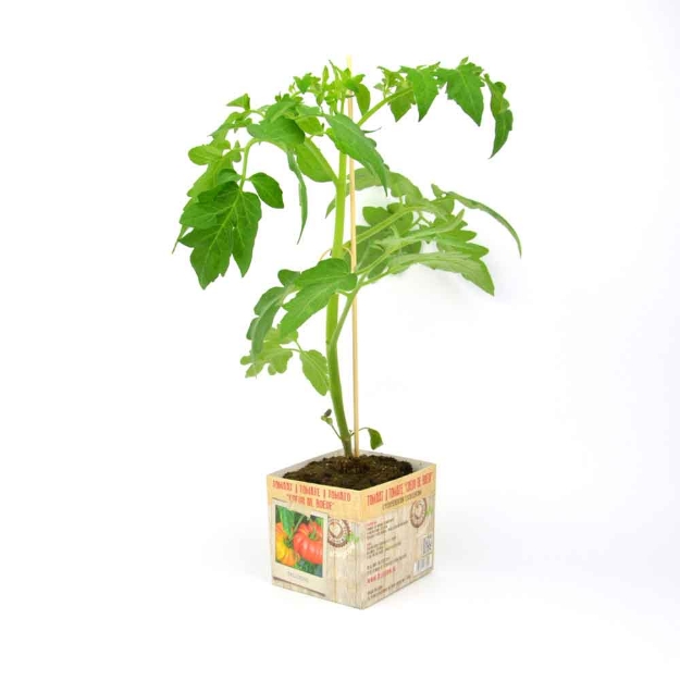Image de Tomate Coeur de Boeuf 10cm + boite